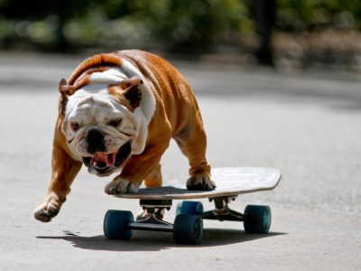 Tillman the skateboarding dog will be participating in the New York Mets Annual Bark in the Park fundraiser this weekend, here practicing at Tompkins Square Park with his owner and trainer Ron Davis, today April 20, 2010.